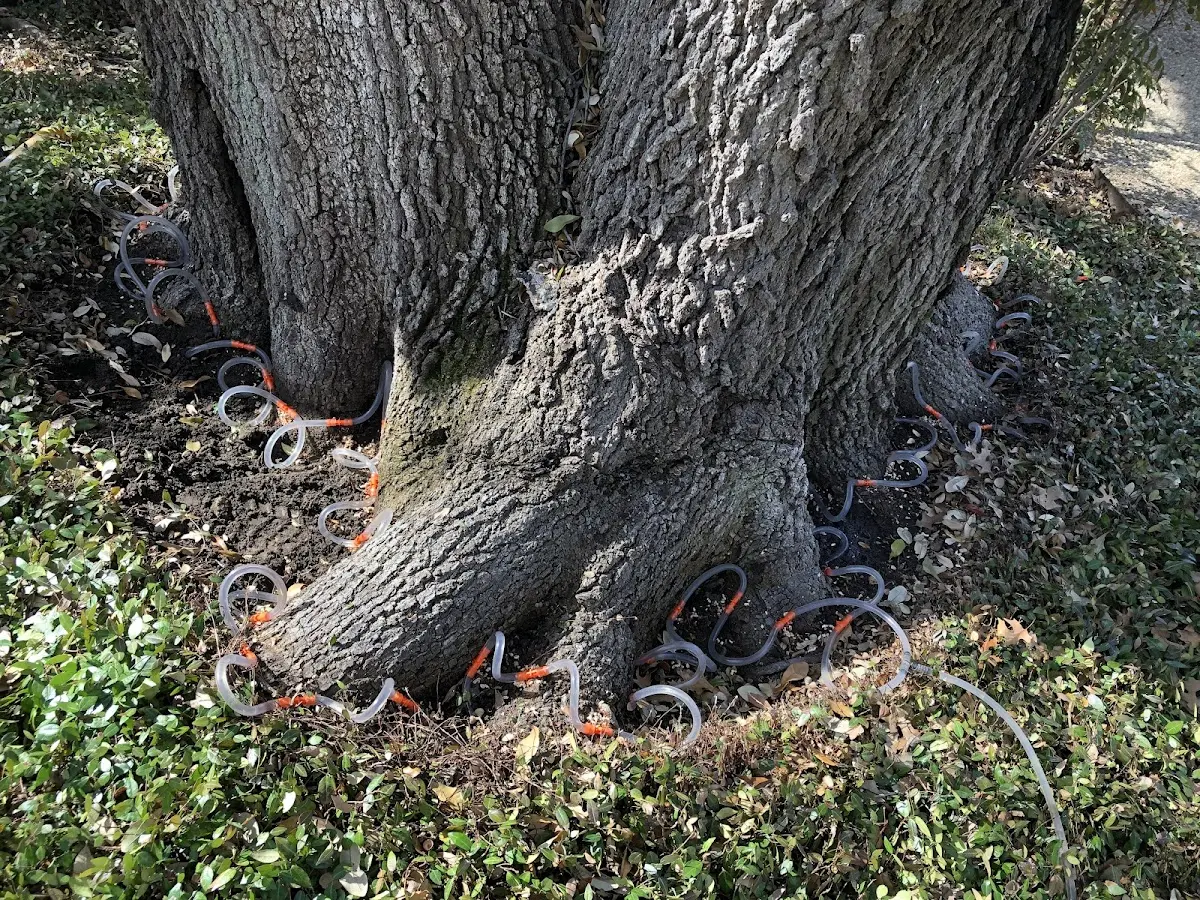 Detailed Tree Cabling and Bracing job site in Columbia Cross Roads