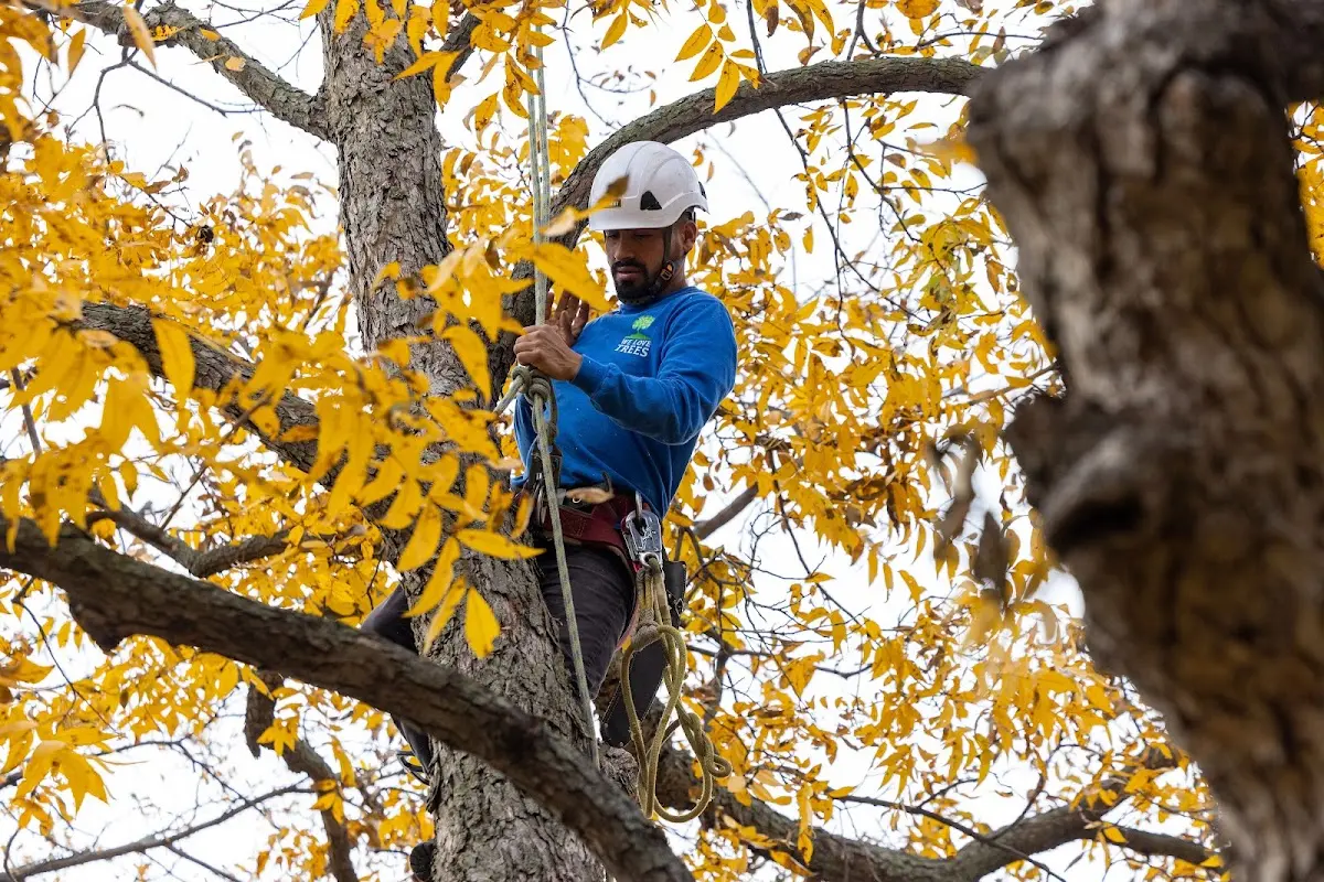 Skilled Tree Pruning crew working in Columbia Cross Roads