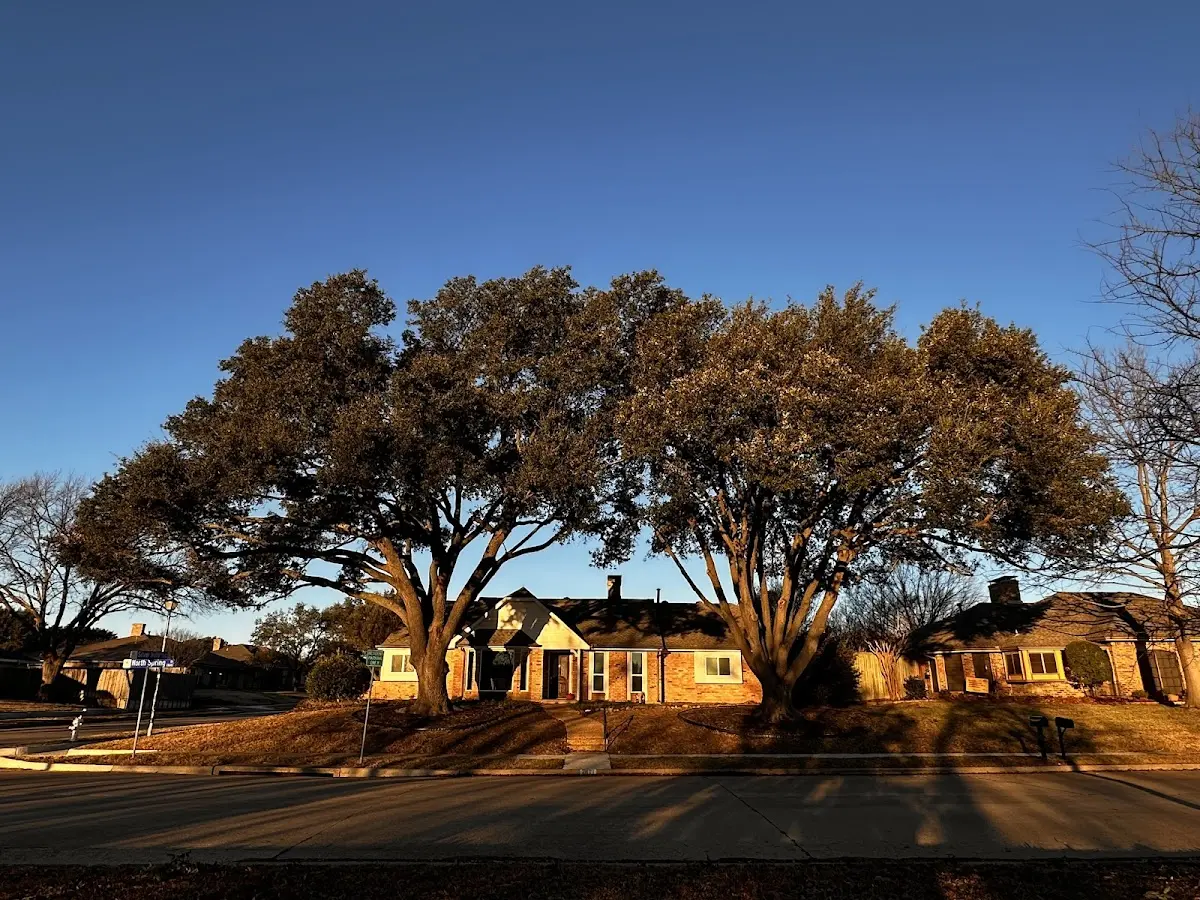Established residential canopy tree shading a home in Columbia Cross Roads